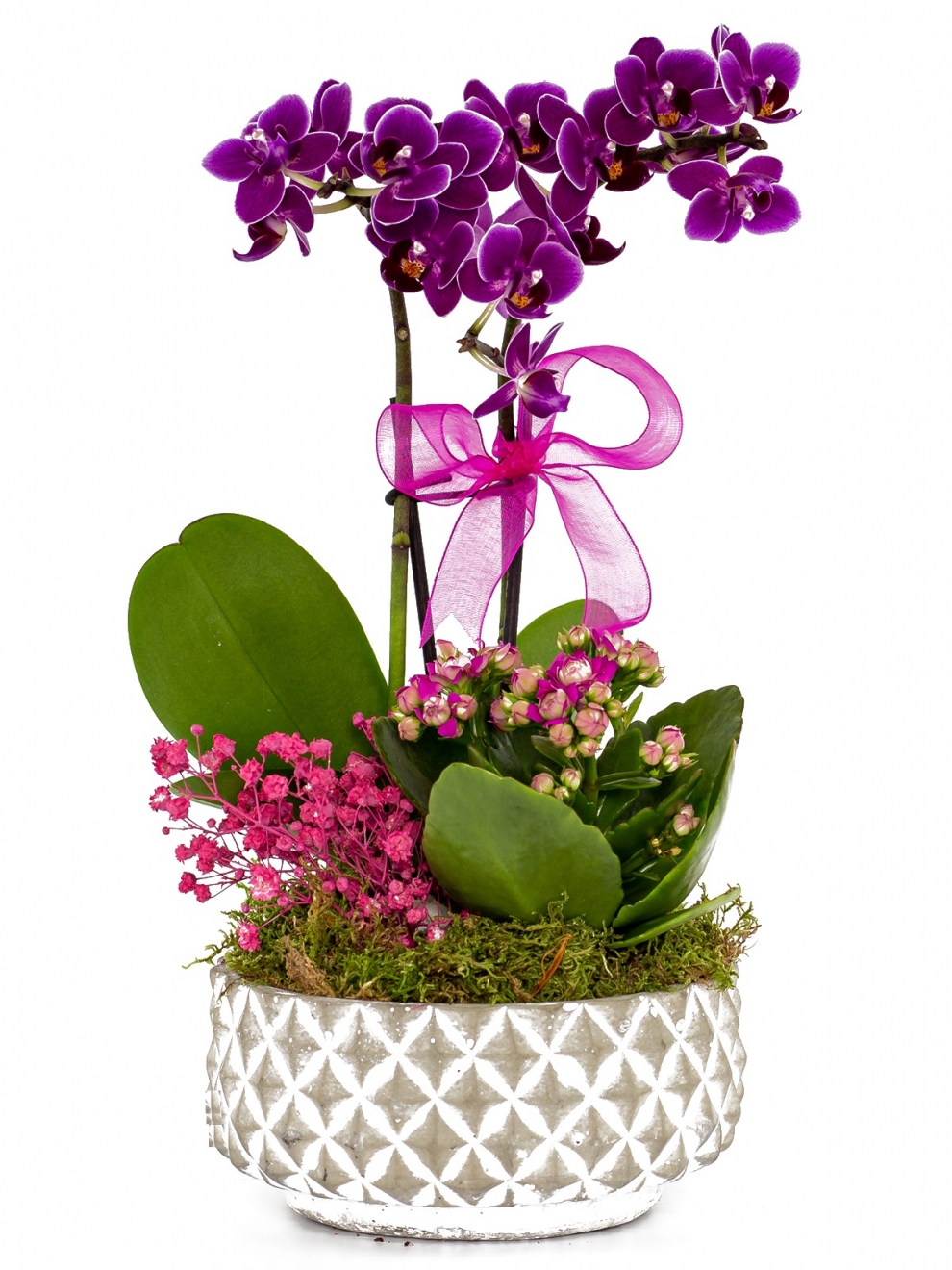 Lila Mini Orkide