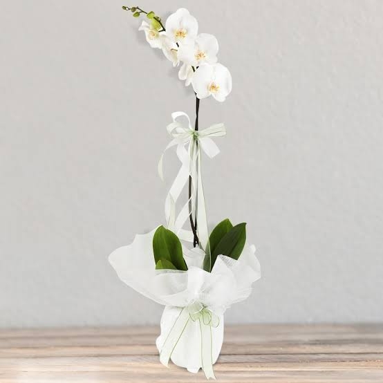 Tek Dal Beyaz Orkide 